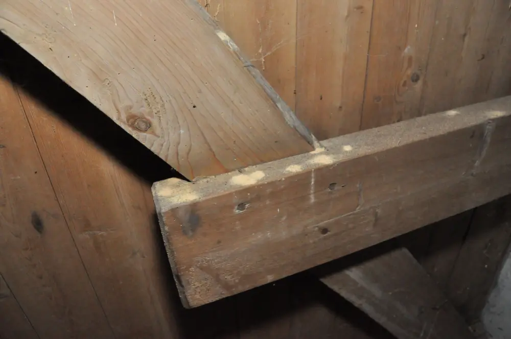 bouwkundige keuring Zwolle Houtworm